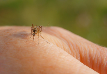 West Nile Virus Activity Detected in Tulare County